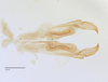 CollectionObject 2007172; 3f881aed-29d9-4272-aeea-af17cf7b3a36, CASTYPE CASTYPE15706: Austroblandex bituberculatus, holotype male, dissection (male genitalia). Available at https://monarch.calacademy.org/collections/individual/index.php?occid=2509255&clid=0. (CollectionObject).