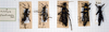 Monticomorpha flavolimbata (Redtenbacher, 1906): copyright MSNG. male (lectotype), male & female (paralectotypes). (Otu).