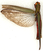 CollectionObject 1499495; 3e6dd6fe-9a88-4ff6-824d-524436173c0a: male, dorsal view (holotype). (CollectionObject).
