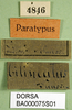CollectionObject 1502121; f4a1cb9f-df66-4f71-a457-d98e5186139b: labels (paralectotype). (CollectionObject).