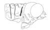 Scirtopaon dorsatus Descamps & Rowell, 1984: Fig. 9A. male head and pronotum, lateral view. (Otu).