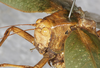 CollectionObject 1564225; NMW 9964, 365afe16-4674-4289-b9d1-187438175144: female head and pronotum, dorso-lateral view (syntype). (CollectionObject).