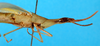 CollectionObject 1502252; 6896807c-a029-4f09-99d5-a00ea2517317: male, lateral view (syntype). (CollectionObject).