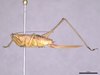 CollectionObject 2062721; f58996d9-39a3-494c-85ad-e51d107c344b: Female, lateral habitus. (CollectionObject).