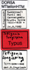 CollectionObject 1521378; 81f81e06-dd89-4e88-9321-14fe85fe7fda: labels (holotype). (CollectionObject).