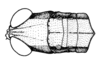 Maculiparia obtusa obtusa (Stål, 1878): Fig. 50B. male head and pronotum, dorsal view. (Otu).