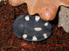 Therea petiveriana (Linnaeus, 1758): Copyright Victor Demeshko. Therea petiveriana adult male. Captive reared. (Otu).