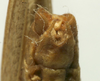 CollectionObject 1535041; 62e50921-dcb8-4dc6-874a-ec05c024a037: male cerci (lectotype). (CollectionObject).