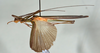 CollectionObject 1560956; USNM(SF IMPORT DUPLICATE) 7347, 4694a9f3-df5d-4c96-bbbc-33bf272a8dd3: copyright USNM, Washington. male Stratocles multilineatus, lateral view (holotype). (CollectionObject).