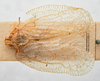Habitus, dorsal view: (Observation).