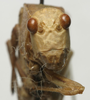 CollectionObject 1535184; e535f063-f051-4db8-8c7c-18303590c3ba: male, frontal view (syntype). (CollectionObject).