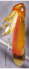 Habitus, lateral view on Convexana rufa Li, 1994: (Observation).