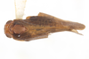 Habitus, dorsal view: !! display not done !! on Colpoptera marginalis Burmeister, 1835: (Observation).