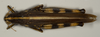 CollectionObject 1527230; e00b0fc1-7006-44c4-b64a-693c139e5b31: female, dorsal view (holotype of S. chinatiensis). (CollectionObject).