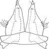 Subgenital plate, ventral view on Bretega linnavuorii Stiller, 2017: Pygofer ventral appendages, ventral view. (Observation).