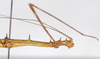 CollectionObject 1560182; c402b55a-31b7-4bdc-802a-1682b5531fe9: copyright ZMB, Berlin. female: head and thorax, lateral view (paratype). (CollectionObject).;CollectionObject 1560183; c41a5ffd-ed43-4f7b-9cd3-0258f3494ac7: copyright ZMB, Berlin. female: head and thorax, lateral view (paratype). (CollectionObject).