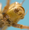 female, face latero-frontal view (paratype of Agraecia incognita). Depicts CollectionObject 1542896; DEES MZLQ-I0109''', 1da98331-b613-4b14-abb9-866f05ac958c, a CollectionObject.