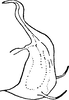 Aedeagus, lateral view on Quartausius dalmatinus Dlabola, 1974: Aedeagus, lateral view. (Observation).
