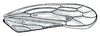Forewing: !! display not done !! on Doleranus Ball, 1936: Doleranus longulus, forewing. (Observation).