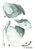 CollectionObject 1571750; c7038115-eae2-496a-8af3-8003cab61afb: Original drawing by Heidi Hopkins © Heidi Hopkins. Holotype, adult male, genitalia, ventral view. (CollectionObject).