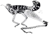 Afromastax zebra occidentalis Descamps, 1977: Fig. 56. male habitus. (Otu).