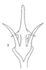 Aedeagus, ventral view: Aedeagus, ventral view. (Observation).