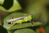 Eupropacris vana (Karsch, 1896): 2011. male (Klimanjaro, Kidia, southern slopes). (Otu).