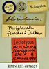 Eurycotis floridana (Walker, 1868): Lectotype, female, labels. BMNH(E)#878027. (Otu).