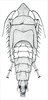 Habitus, lateral view: Scaphoideus luteolus, nymph, dorsally. (Observation).