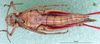 CollectionObject 1530664; 7eeebed3-8622-4c7e-9567-3f46908fc93f: female, ventral view (syntype of Caloptenus vulcanius). (CollectionObject).