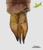 CollectionObject 2249357; 5402580c-6540-43e5-8fa9-d382e466c8c5, Unioeste Cascavel K-1168: Female, terminalia in dorsal view. (CollectionObject).