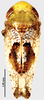 Habitus, dorsal view: (Observation).