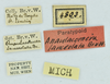 CollectionObject 1532124; NMW 4803, 8872, 9967, 2c92d831-9d61-44fe-bdc7-0b0d17703c09: labels (male syntype number 4803). (CollectionObject).