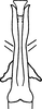 Aedeagus, ventral view on Erythridula electa (McAtee, 1920): Aedeagus, ventral view. (Observation).