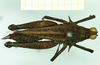 CollectionObject 1532591; dacc0729-6ff4-49ff-b72f-b183181c0f86: female, dorsal view (holotype). (CollectionObject).