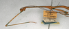 CollectionObject 1559396; NMW 541, 1a43b420-91a4-4213-a1cc-0c7a3336d237: copyright NMW, Vienna. male: head and thorax, lateral view of synonym Dixippus bicolor (syntype). (CollectionObject).
