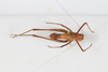 CollectionObject 1505905; c0b53767-6a50-421d-b906-e933c03344de: female, dorsal view (syntype). (CollectionObject).