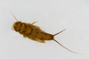 Paragnetina kansensis (Banks, 1905): Photo by M. Jeffords. Nymph. (Otu).