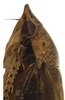 Head on Coarctana nigromedia Domahovski & Cavichioli, 2023: Male holotype [DZUP]: head, pronotum and mesonotum, lateral view. (Observation).