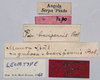 CollectionObject 1565003; 42bd51c1-7d49-4689-a07e-ddce42502b2b: female, labels (lectotype of Maura rugulosa brevipennis). (CollectionObject).