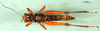 CollectionObject 1501455; cd799fb0-bc8f-4bc1-87cd-300a21cccb5d, DORSA BA000039S01: female, ventral view (holotype). (CollectionObject).