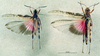 male and female, dorsal view. Depicts CollectionObject 1537908; 452a04b0-9da4-4065-a8c4-9c796b5fb5ee, a CollectionObject.