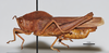 CollectionObject 1533385; USNM 9733, 1577eea6-755d-434d-ae4d-d77da9346456: male, lateral view (holotype). (CollectionObject).