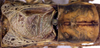 CollectionObject 1517105; d30d498e-dc82-4db5-91c9-54095abae9db: male pronotum and tegmina, dorsal view (holotype). (CollectionObject).
