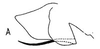 Pygofer, lateral view: !! display not done !! on Copididonus Linnavuori, 1954: Pygofer, lateral view. (Observation).