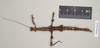 CollectionObject 1557795; 100b88d9-3229-4ab9-9131-66b329bce742: copyright Natural History Museum, London. female (syntype). (CollectionObject).;CollectionObject 1557796; f9be8530-ce59-427d-bea8-331143cb9c86: copyright Natural History Museum, London. female (syntype). (CollectionObject).