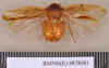 Gyna spurcata (Walker, 1868): Holotype, unsexed, dorsal. BMNH(E)#878081. (Otu).