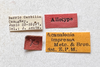 Other on Bulldolonia impressa (Metcalf & Bruner, 1930): (Observation).
