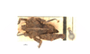 CollectionObject 1567901; f9568c08-9d49-47ce-a5ed-3332bc46c383: male, dorsal view (paratype). (CollectionObject).