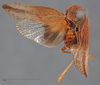 Habitus, dorsal view: !! display not done !! on Cyrpoptus suavis Stål, 1862: (Observation).